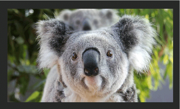 Blurred Image (Baby Koala)