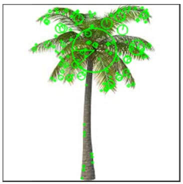 scale invariant feature