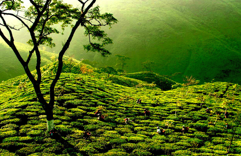 Tourist Places in Ooty-Tea Factory and Museum